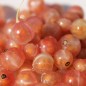 Preview: Johannisbeere Gloire des Sablons (Pflanze)