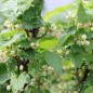 Preview: Johannisbeere Hedda (Pflanze)