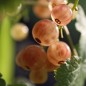 Preview: Johannisbeere Jules (Pflanze)