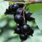 Preview: Johannisbeere Mortii (Pflanze)