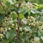 Preview: Johannisbeere Mortii (Pflanze)