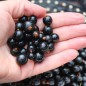 Preview: Johannisbeere Noire de Bourgogne (Pflanze)