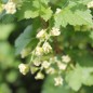 Preview: Johannisbeere Noire de Bourgogne (Pflanze)