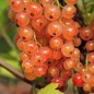 Preview: Johannisbeere Rosa Kärnten (Pflanze)