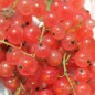 Preview: Johannisbeere Rosa Kärnten (Pflanze)