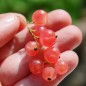 Preview: Johannisbeere Rosa Kärnten (Pflanze)