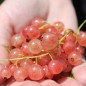 Preview: Johannisbeere Rose de Champagne (Pflanze)