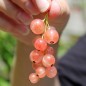 Preview: Johannisbeere Rose de Champagne (Pflanze)