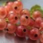 Preview: Johannisbeere Rose de Champagne (Pflanze)
