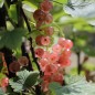 Preview: Johannisbeere Rose de Champagne (Pflanze)