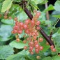 Preview: Johannisbeere Rose de Champagne (Pflanze)