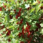 Preview: Johannisbeere Rote Vierländer (Pflanze)