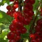 Preview: Johannisbeere Rote Vierländer (Pflanze)
