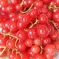 Preview: Johannisbeere Roxby Red (Pflanze)