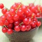 Preview: Johannisbeere Roxby Red (Pflanze)