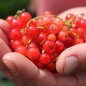 Preview: Johannisbeere Roxby Red (Pflanze)
