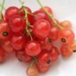 Preview: Johannisbeere Roxby Red (Pflanze)