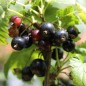 Preview: Johannisbeere Storklas  (Pflanze)