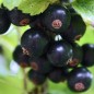 Preview: Johannisbeere Storklas  (Pflanze)