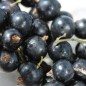Preview: Johannisbeere Storklas  (Pflanze)