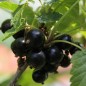 Preview: Johannisbeere Storklas  (Pflanze)