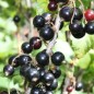 Preview: Johannisbeere Storklas  (Pflanze)