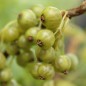 Preview: Johannisbeere Venny  (Pflanze)