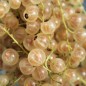 Preview: Johannisbeere Weiße aus Jüterbog (Pflanze)