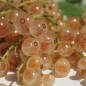 Preview: Johannisbeere Weiße Kirsch (Pflanze)