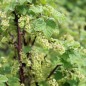 Preview: Johannisbeere Zitavia (Pflanze)