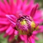 Preview: Dahlie Cactus Flowered Mix (Samen)