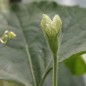 Preview: Kalebasse Apple (Samen)