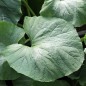 Preview: Kalebasse Duck Marenka (Samen)