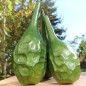 Preview: Kalebasse Marenka Dinosaur (Samen)