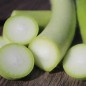Preview: Kalebasse Snake Light Green (Samen)