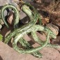 Preview: Kalebasse Snake Speckled (Samen)