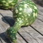 Preview: Kalebasse Speckled Swan (Samen)