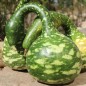Preview: Kalebasse Speckled Swan (Samen)
