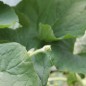Preview: Kalebasse Speckled Swan (Samen)