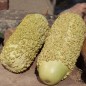 Preview: Kalebasse Verruqueuse de Maurice (Samen)