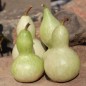 Preview: Kalebasse Xiaohulu (Samen)