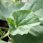 Preview: Kalebasse Xiaohulu (Samen)