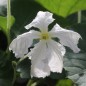Preview: Kalebasse Xiaohulu (Samen)
