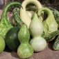 Preview: Kalebassenmix (Samen)