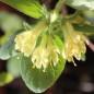 Preview: Kamtschatkabeere - Sibirische Blaubeere Brazowa (Pflanze)