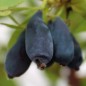 Preview: Kamtschatkabeere - Sibirische Blaubeere Amfora (Pflanze)