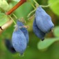 Preview: Kamtschatkabeere - Sibirische Blaubeere Amfora (Pflanze)