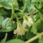 Preview: Kamtschatkabeere - Sibirische Blaubeere Amfora (Pflanze)