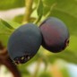 Preview: Kamtschatkabeere - Sibirische Blaubeere Brazowa (Pflanze)