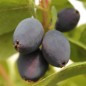 Preview: Kamtschatkabeere - Sibirische Blaubeere Brazowa (Pflanze)